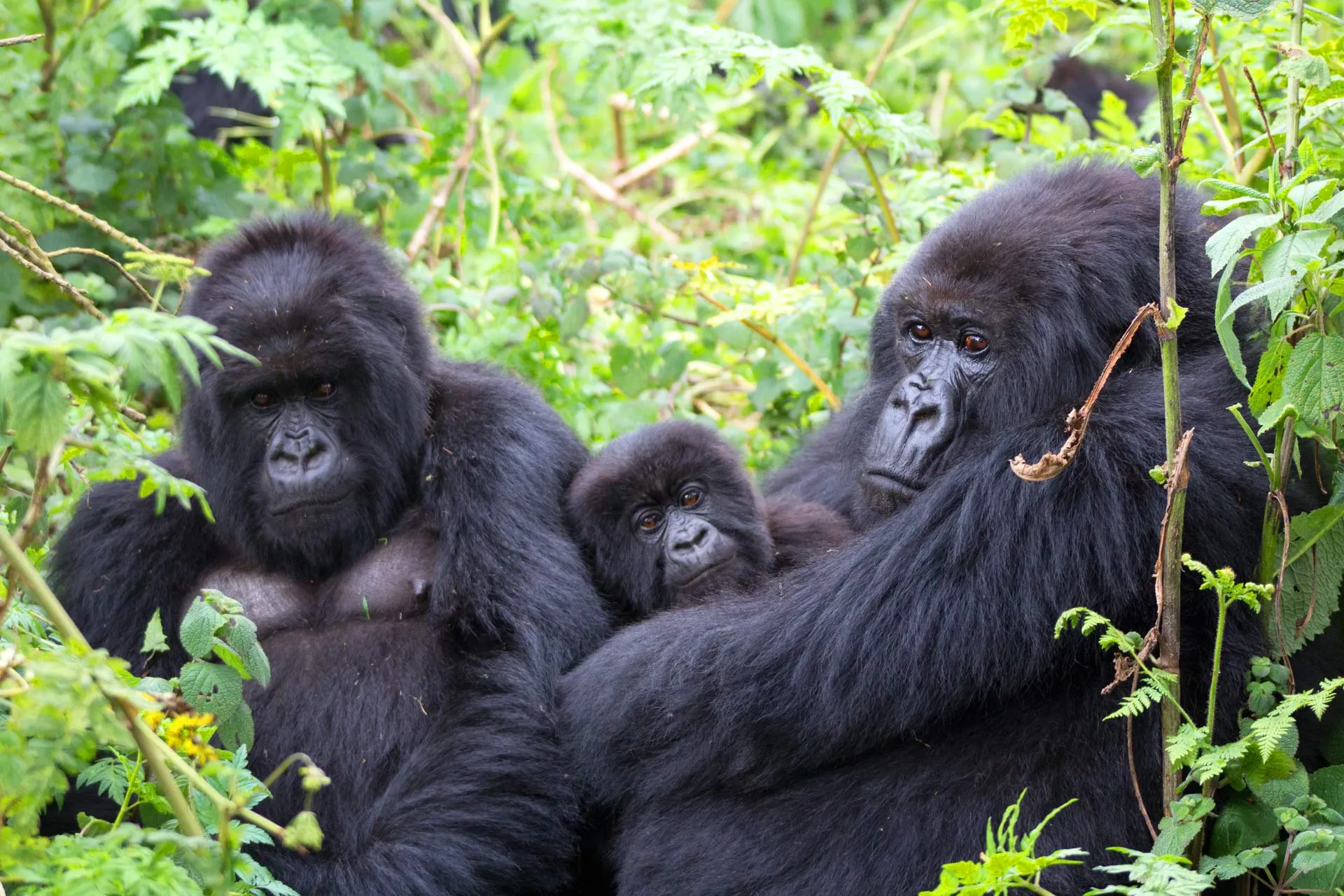 Mountain Gorilla Trekking In Ruhija Sector