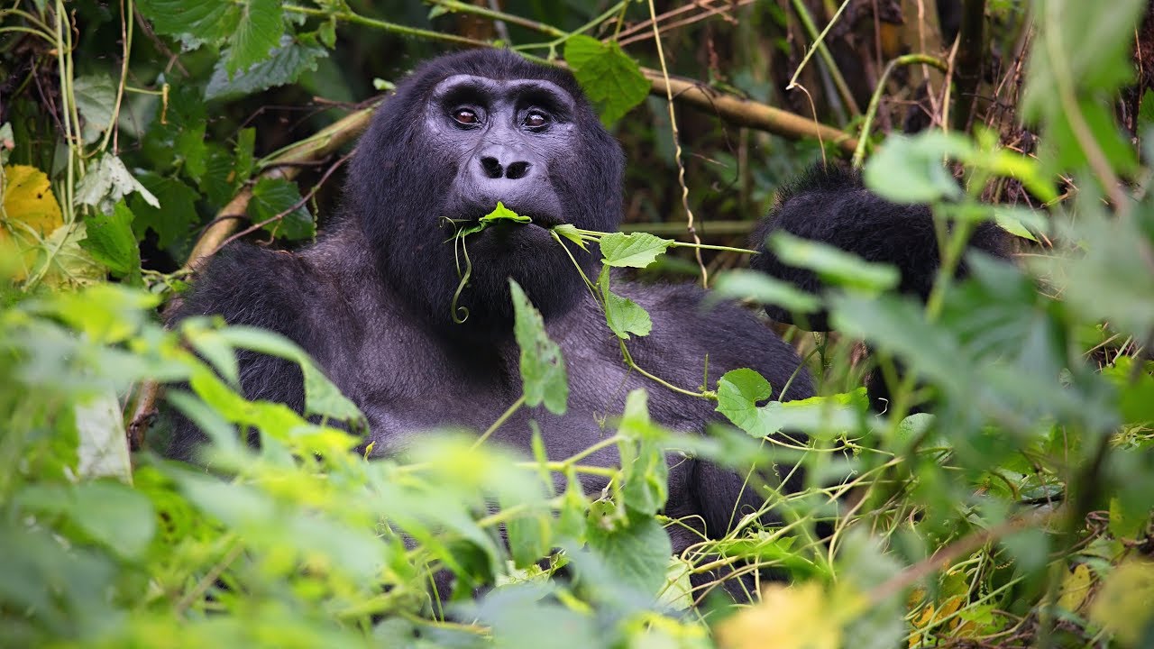 Gorilla Trekking In Rushaga Sector