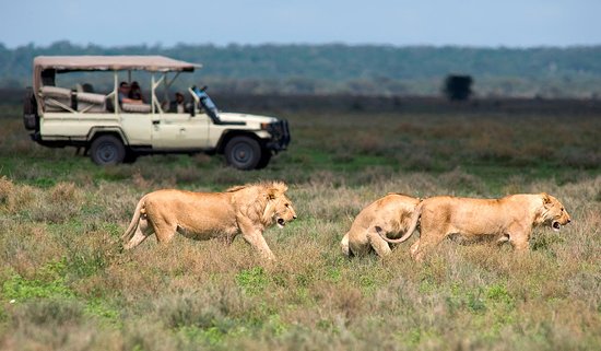 What To Expect On An African Safari.