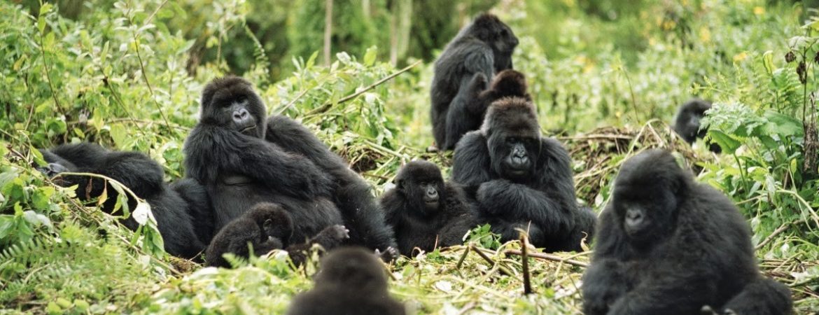 Bwindi Mountain Gorilla Families