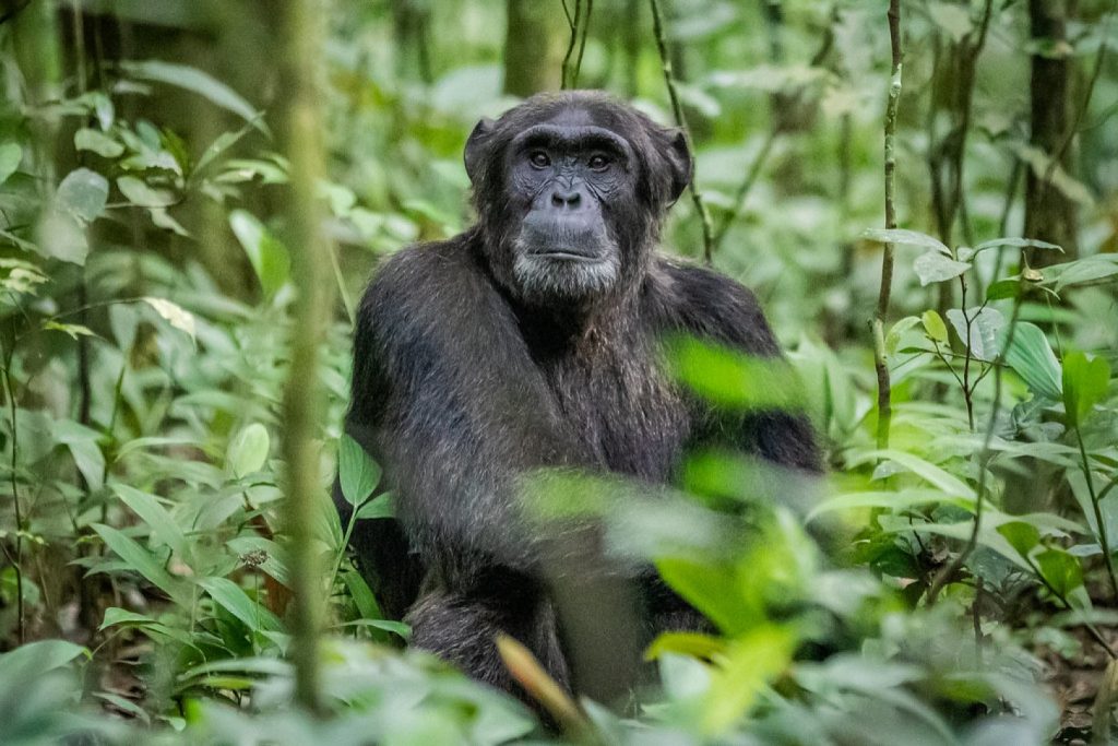 2024 Uganda Chimpanzee Permit Price
