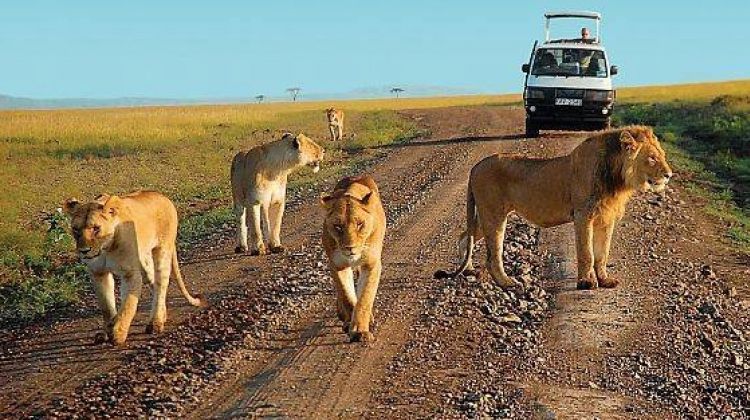 Game Drives In Murchison Falls National Park